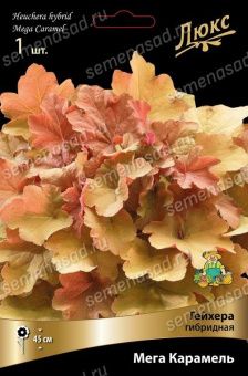 geihera_gibrid_mega_karamel_kaper