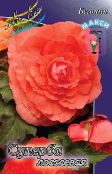 00036194_Бегония суперба Лососевая 5шт (КолорЛайн)