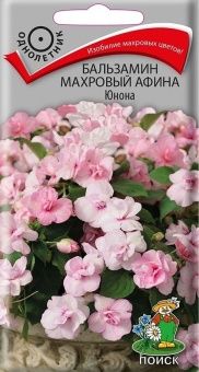 00033923_Бальзамин Афина Юнона махровый 5шт(ПОИСК)