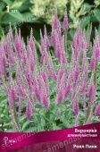 Вероника длиннолистная Роял Пинк (ПОИСК)