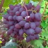 Виноград плодовый Ася (ПОИСК)