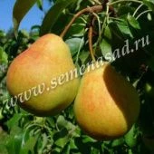 Груша Кафедральная (ПОИСК)