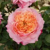 Роза Мияби Шраб (Садовита)