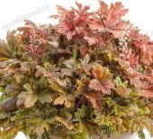 Гейхерелла Хопскотч (ПОИСК)