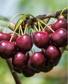 Черешня Слава Жукова (в коробке) (ПОИСК)