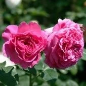 Роза Ордер флорибунда (Сербия Империя роз)