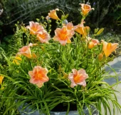 Лилейник гибридный ЭвериДейлили Роуз 1шт (ПОИСК)