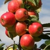 Яблоня колонновидная Васюган (ПОИСК)