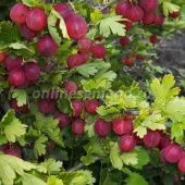 Крыжовник Уральский розовый (ПОИСК)