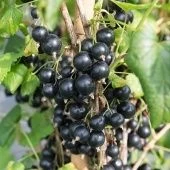 Смородина черная Велой (Ленинградская сладкая) (ПОИСК)