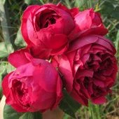 Роза Эрик Таберли плетистая клаймбер (Барнаул)