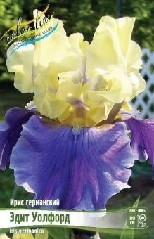 Iris germanica Edith Wolford