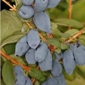 Жимолость съедобная Бореал Бист (ПОИСК)