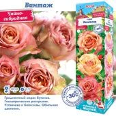 Роза Винтаж чайно-гибридная (Сиб сад)