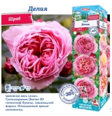 Роза Делия шраб (Сиб сад)