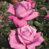 Роза Блю Парфюм чайно-гибридная (Золотая сотка Алтая)