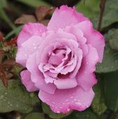 Роза Аметист чайно-гибридная (Сиберика)