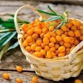 Облепиха Иня (ПОИСК)