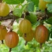 Крыжовник Куршу Дзинтарс (ПОИСК)