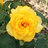 Роза Фрезия флорибунда (Садовита)