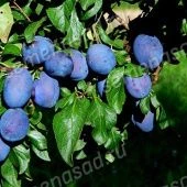 Слива Яичная синяя (в коробке) (ПОИСК)