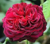 Роза Астрид фон Харденберг шраб (Сиберика)