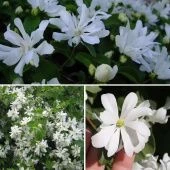 Жасмин садовый (Чубушник) Ромашка (ПОИСК)