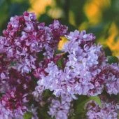 Сирень обыкновенная Колхозница  (ПОИСК)