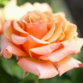 Роза Сингин ин Зе Рейн флорибунда (Золотая сотка Алтая)