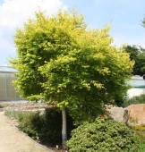 Береза повислая Голден Триумф (ПОИСК)