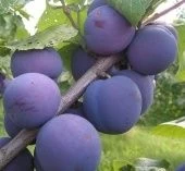 Слива Кромань (ПОИСК)