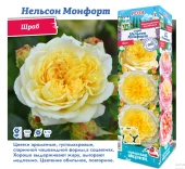 Роза Нельсон Монфорт шраб (Сиб сад)