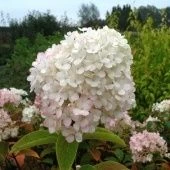 Гортензия метельчатая Бобо P9 (КолорЛайн)