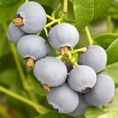 Голубика высокорослая Поларис  (ПОИСК)