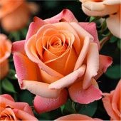 Роза Миракл чайно-гибридная (Золотая сотка Алтая)