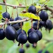 Смородина золотистая Левушка (ПОИСК)