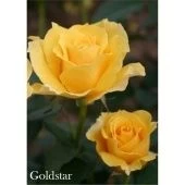 Роза Голдстар флорибунда (Сербия Империя роз)