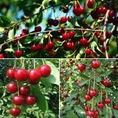 Вишня Булатниковская (в коробке) (ПОИСК)