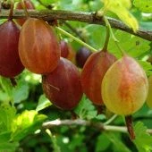 Крыжовник Хиннонмаен Пунайнен  (ПОИСК)