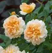 Роза Ти Клиппер английская мускусная (Золотая сотка Алтая)