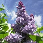 Сирень обыкновенная Крылья Надежды  (ПОИСК)