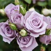 Роза Стерлинг Сенсейшн спрей (Барнаул)