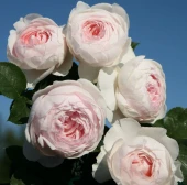 Роза Герцогиня Кристиана флорибунда (Барнаул)