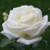 Роза Карен Бликсен чайно-гибридная (Татарстан Розариум)