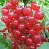 Смородина красная Сахарная (ПОИСК)