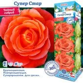 Роза Супер Стар чайно-гибридная (Сиб сад)