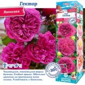 Роза Гектор японская (Сиб сад)