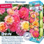 Роза Камиль Писсарро флорибунда (Сиб сад)