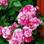 Роза Инес Састер плетистая (Золотая сотка Алтая)