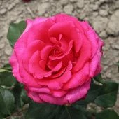 Роза Топаз Чайно-гибридная (Садовита)